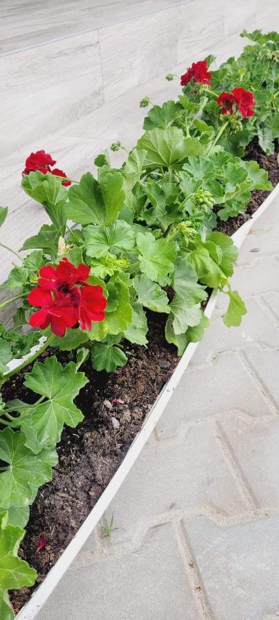 Hotel Casa Domneasca Giurgiu Zewnętrze zdjęcie